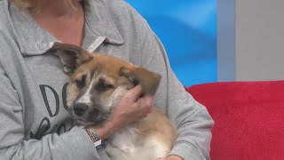 Meet your new best friend: Adoptable pups from New Beginnings