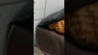 子猫、何もなかったですが？って顔するやつ #シンガプーラ #子猫 #猫 #猫動画