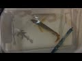 buying a 1000$ asian arowana fish in dubai