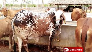 Nattu Maadu I Gir, Sahiwal and Tharparkar Cow I Details for Cow I AVM Vision