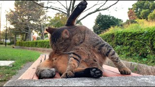 自分の身体をずーっと舐めてるキジ猫くん。The pheasant cat has been grooming himself the whole time.