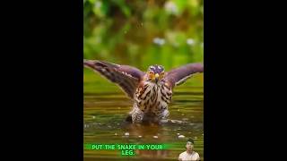 Chim cắt bắt rắn nước cực kì chính xác -  falcon catches water snake