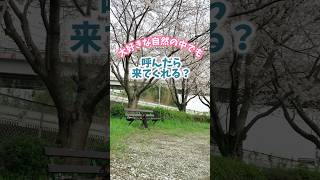 愛犬を呼んだら来てくれるのか？チャレンジ #shorts #犬 #dog #犬のいる暮らし #桜 #チャレンジ