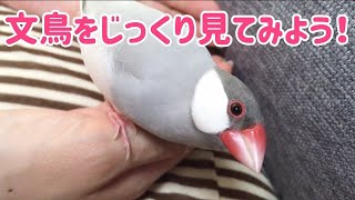 文鳥よもぎの可愛いしぐさをじっくり観察(再掲)