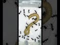 アリの巣にわさびあげてみた　79日目 アリ アリの巣 ants 蟻の巣 insects クロオオアリ ありの巣