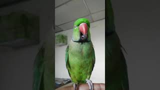 Meenu parrot talking in Tamil || 3 M views #மீனு #meenu  #parrottalking