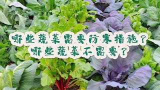 哪些蔬菜需要采取防寒措施？哪些蔬菜不需要？#关注我一起学种菜 #自己种的纯天然的绿色蔬菜 #我的小菜园 #种植小技巧 #种菜