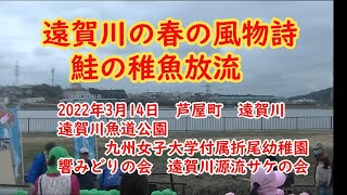 遠賀川鮭の稚魚放流　響みどりの会