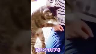 如果猫咪会说话，它一定会对你说这些。 #006