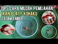 CARA MUDAH PEMIJAHAN IKAN PLATY KOHAKU DALAM EMBER ~Dunia Kita Official