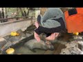 【live】カピバラの露天風呂 capybara bath