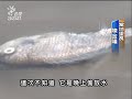 20110416 公視晚間新聞 北汕西口魚群暴斃.mpg