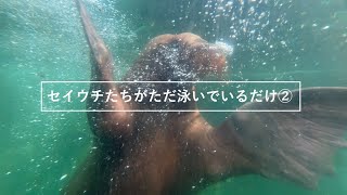 セイウチたちがただ泳いでいるだけ②