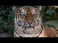 #3890tigers Tiger beer + WWF