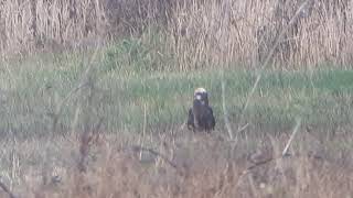 Cream Crown Marsh Harrier Pit 60 5th Dec 2020 20201205 095042