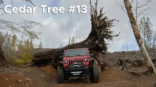 Cedar Tree Trail #13 in Tillamook Oregon