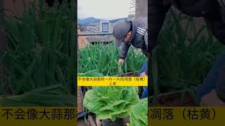 长的像大蒜，其实是韭葱