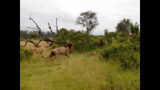 Lions approach injured Leopard