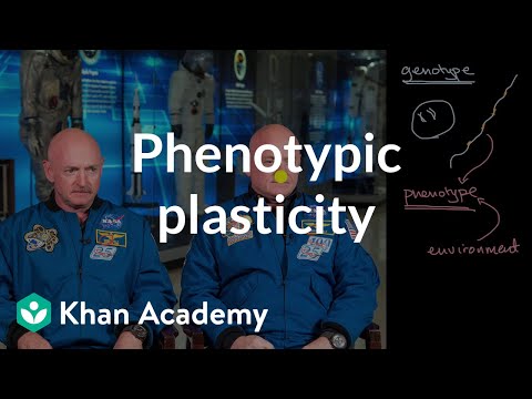Why is phenotypic plasticity important?
