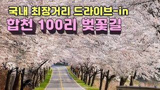 [합천호 100리 벚꽃 드라이브코스] 국내 최장거리 100리 벚꽃길에서 나 홀로 황제산책하며 인생 최고의 시간 보내세요.(교통 스트레스 없는 드라이브, 라이딩, 산책 코스)