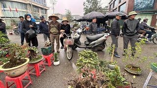 SANH LÁ MÓNG KÝ ĐÁ ĐẸP QUÁ - PHIÊN NÀY HOA GIẤY BONSAI NHIỀU - ÔNG TỴ BÁO GIÁ