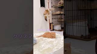 嬉しくて走り出す猫