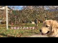 はななん日記♡ゴールデンレトリーバーはな♪ りんご狩りで無限りんご♬ goldenretriever puppy〜apple orchard〜