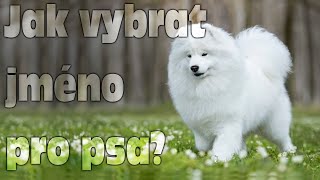 Jak vybrat jméno pro psa?