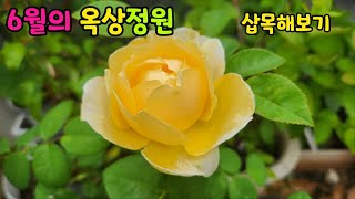 6월의 옥상정원 꽃 영국장미 샬롯 , 독일장미 노스텔자 / 수국 나리들 방울토마토 애호박 /  카네이션 장미 클레마티스 수국 삽목하기