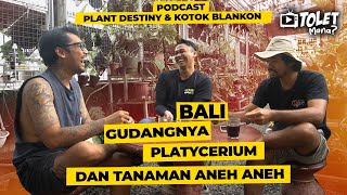 BALI GUDANGNYA PLATYCERIUM HYBRID CONTEST || PODCAST || SI TOLET EPS. 71