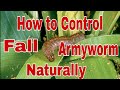 HOW TO CONTROL FALL ARMYWORM NATURALLY, #fall armyworm