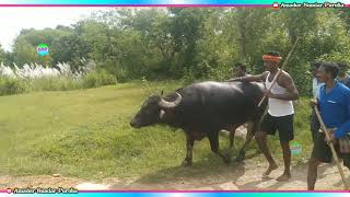 পুহুরু গ্ৰামে কাড়া লড়াই 🔥 ২৫ শা ভাদ্র বিরাট কাড়া লড়াই 🔥 হঠাৎ করে কাড়া লড়াই 🔥