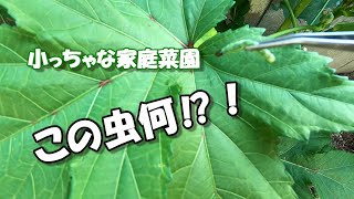 【小っちゃな家庭菜園！】オクラに害虫が発生⁉