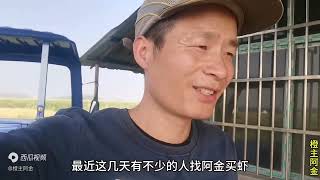 阿金捕小龙虾收获牛蛙，池塘稻田开始死虾，水质问题堪忧