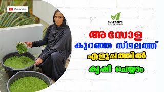 അസോള കൃഷി രീതിയും ഗുണങ്ങളും | Azolla Farming in Malayalam | കോഴി,ആട്,പശു, മീൻ തീറ്റ ചിലവ് കുറയ്ക്കാം