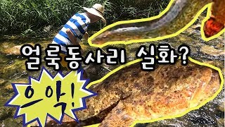 족대왕_얼룩동사리 생포!! 진짜로??