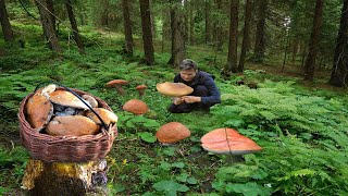 Giant mushrooms. Picking WILD MUSHROOMS, Extreme Boletus Mushrooms2022 large mushrooms picking 2022.