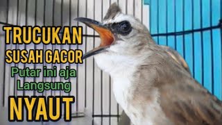 TRUCUKAN Ombyokan,paud,liar,malas BUNYI Agar NYAUT dengar PANCINGAN trucukan GACOR ropel NGEKEK