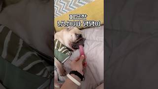 피곤한 고양이와 강아지 🐕🐈#shorts #멍멍냥냥