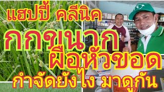 กกขนาก / ผือหัวขอด ในนาข้าว  กำจัดได้อย่างไร? มาดูกัน 🌾 สนใจผลิตภัณฑ์ 0899428684 🌾🌾