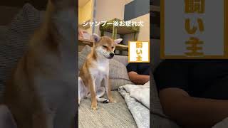 シャンプー後でうとうとする柴犬