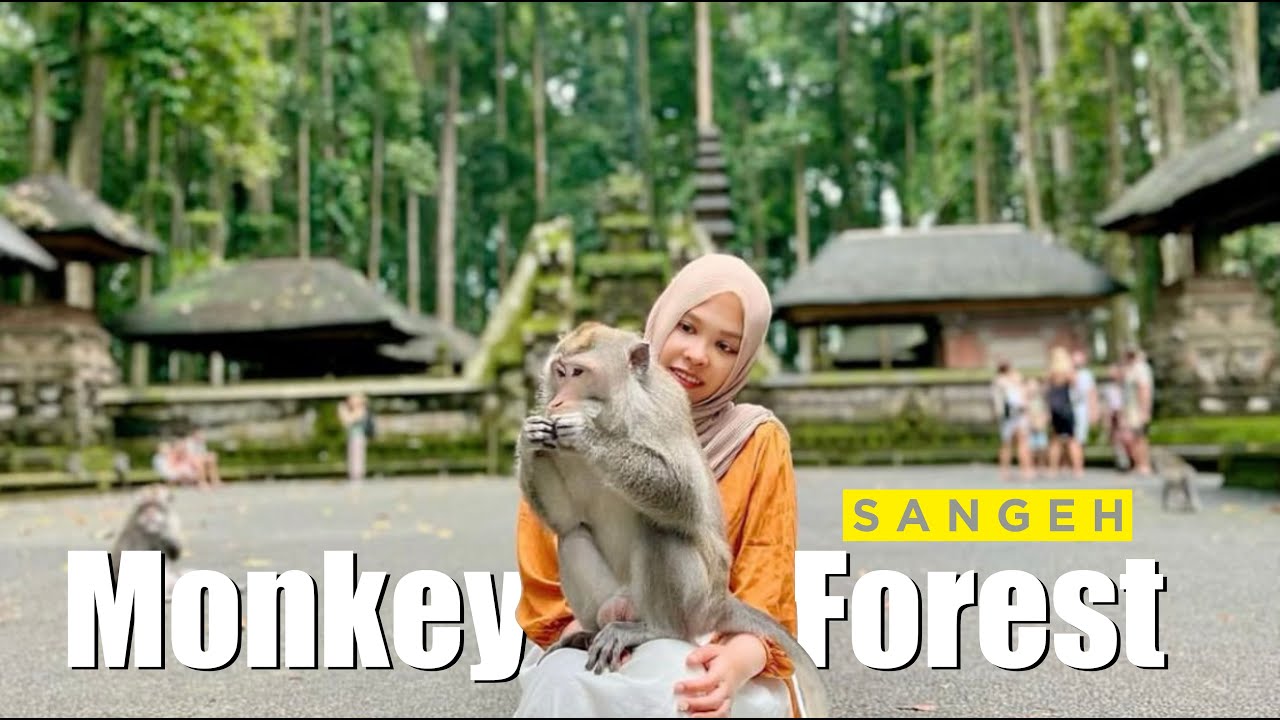 WISATA MURAH DI BALI !! Sangeh Monkey Forest - YouTube