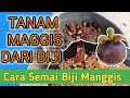 PANDUAN LENGKAP MENYEMAI BIJI MANGGIS DARI AWAL