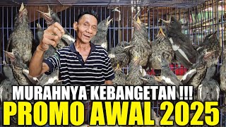 KEBANGETAN MURAH ! CUMA KIOS CAK SURI YG BERANI JUAL MURAH BURUNG LOLOHAN HARI INI DIPASAR PRAMUKA