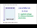 agarose gel electrophoresis