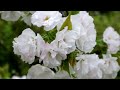 深北緑地の満開桜（2024年04月）