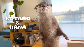 カワウソコタローとハナ　布団を運ぶハナをジャマして爆走するコタロー　Otter Kotaro\u0026Hana Running Around The House