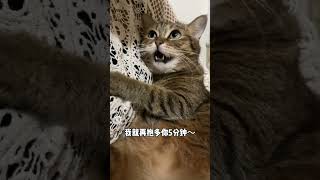 猫咪太粘人了 怎么办？#狸花猫 #猫咪 #谁能拒绝怀里的小猫咪呢