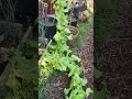 Bolted Lettuce Taking Over Paths