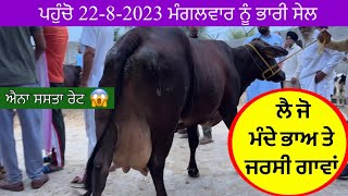 jersey cow for big sale in Punjab jarsi cow sale Punjab jarsi cow wholesale rate top quality jars